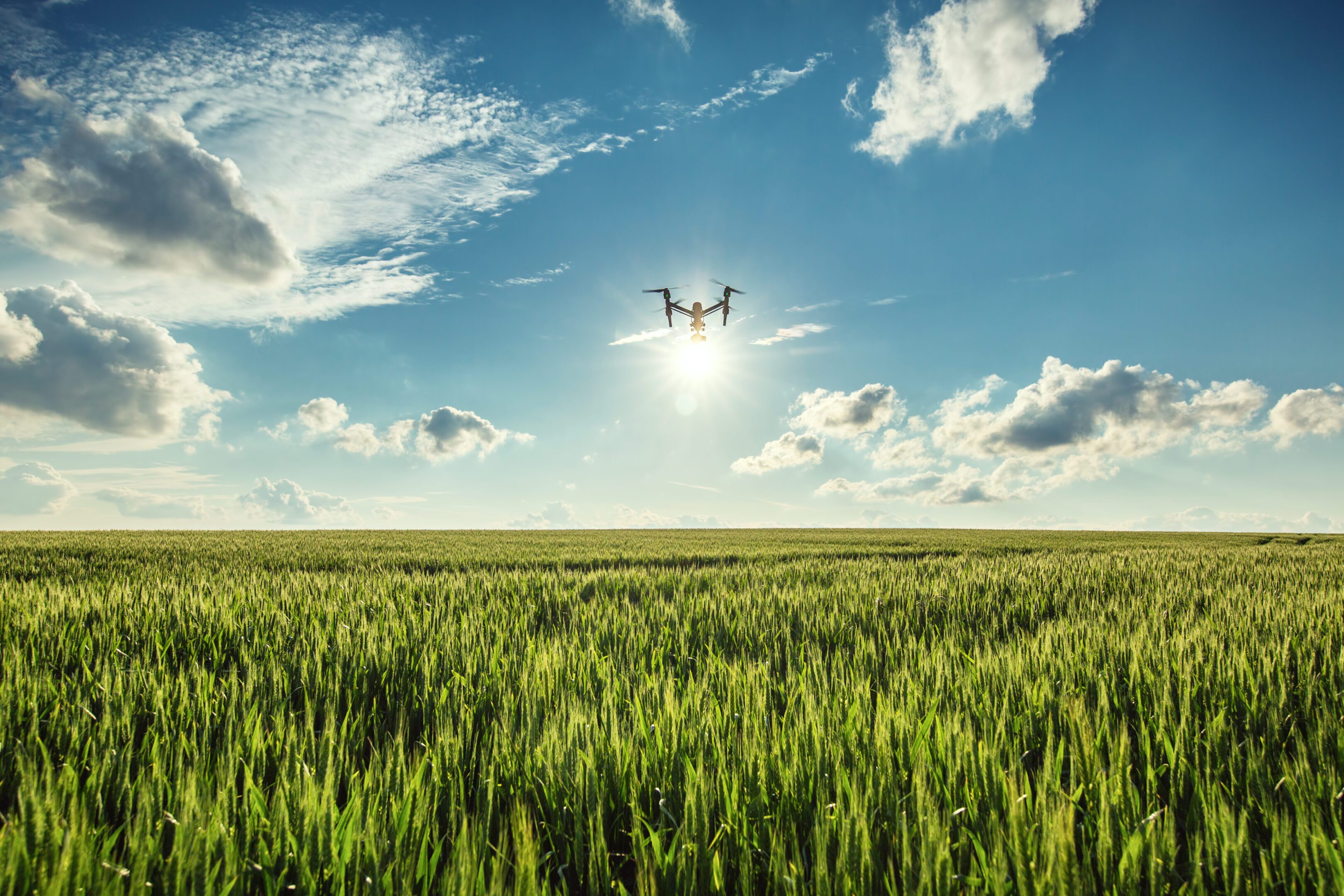 Drone flying over a green wheat field.